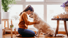 Saying Goodbye: How to Prepare for the Death of an Aging Pet - Funeral.com, Inc.