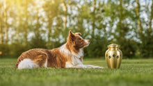 Scattering Pet Ashes: Legal Rules, Best Locations & Ceremony Ideas (U.S.)