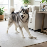 Should I Plan Pet Cremation in Advance, or Just Wait Until My Pet Dies?