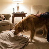 Surviving Pets and the Body: Should You Let Them Sniff? What Behavior Experts Say - Funeral.com, Inc.