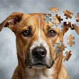 The Ethics of Cloning Your Deceased Pet - Funeral.com, Inc.