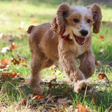 The Rainbow Bridge Poem Explained: Comfort, Origins, and How It Helps With Pet Loss