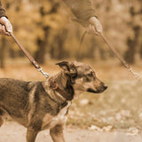 The Single-Pet Household: Adjusting from a Pack of Two to One - Funeral.com, Inc.