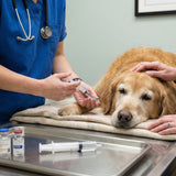 The Two-Injection Method in Pet Euthanasia: Sedation/Anesthesia First, Then the Final Medication - Funeral.com, Inc.