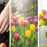 Tulip Facts and Care: How to Grow, Plant, and Enjoy Tulips Longer - Funeral.com, Inc.