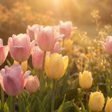 Tulip Meaning by Color: Symbolism in the Language of Flowers