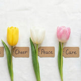 Tulip Meaning by Color: What Red, Yellow, White, Pink & Purple Tulips Symbolize