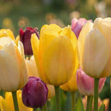 Tulip Meaning & Color Symbolism: What Different Tulip Colors Represent - Funeral.com, Inc.