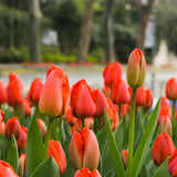 Tulip Meaning & History: What a Tulip Is, Where It Came From, and What It Symbolizes