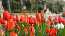 Tulip Meaning & History: What a Tulip Is, Where It Came From, and What It Symbolizes