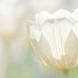 Tulip Symbolism: What Tulips Mean in Love, Springtime, and Sympathy