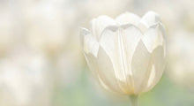 Tulip Symbolism: What Tulips Mean in Love, Springtime, and Sympathy