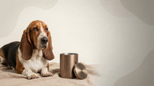Urn Size for a Basset Hound: Cubic Inches Guide (When to Size Up) - Funeral.com, Inc.