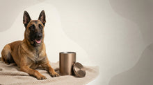 Urn Size for a Belgian Malinois: Cubic Inches Guide + Best Urn Size Tier - Funeral.com, Inc.