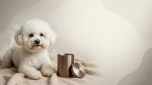 Urn Size for a Bichon Frise: Cubic Inches Guide + Small Urn Tips - Funeral.com, Inc.