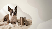 Urn Size for a Boston Terrier: Cubic Inches Guide (Small vs Medium) - Funeral.com, Inc.