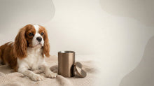 Urn Size for a Cavalier King Charles Spaniel: Cubic Inches Guide - Funeral.com, Inc.