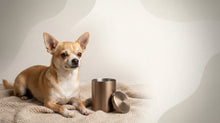 Urn Size for a Chihuahua: Cubic Inches Guide + Best Fit - Funeral.com, Inc.