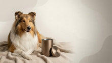 Urn Size for a Collie: Cubic Inches Guide (Medium vs Large) - Funeral.com, Inc.