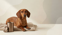 Urn Size for a Dachshund (Standard vs. Mini): Cubic Inches Guide - Funeral.com, Inc.