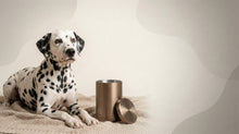 Urn Size for a Dalmatian: Cubic Inches Guide (Large Urn Recommendations) - Funeral.com, Inc.