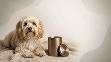 Urn Size for a Havanese: Cubic Inches Guide + Best Fit - Funeral.com, Inc.