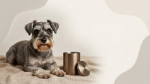 Urn Size for a Miniature Schnauzer: Cubic Inches Guide + Best Fit - Funeral.com, Inc.