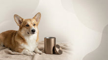Urn Size for a Pembroke Welsh Corgi: Cubic Inches Guide + Best Fit - Funeral.com, Inc.