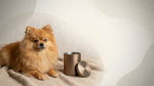 Urn Size for a Pomeranian: Cubic Inches Guide + Best Fit - Funeral.com, Inc.