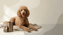 Urn Size for a Poodle (Standard, Miniature, Toy): Cubic Inches Guide - Funeral.com, Inc.