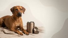 Urn Size for a Rhodesian Ridgeback: Cubic Inches Guide (Large vs XL) - Funeral.com, Inc.