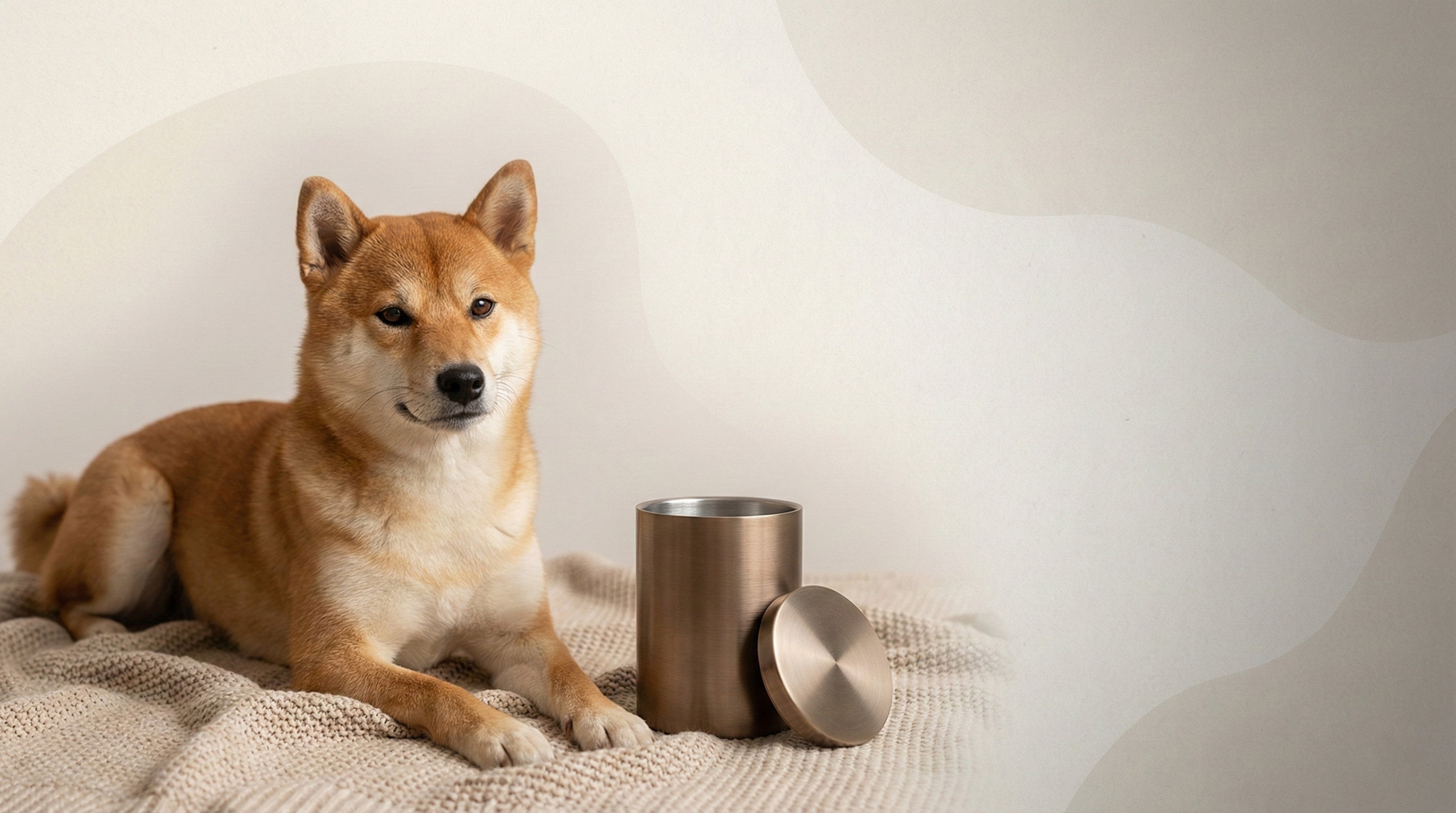 Urn Size for a Shiba Inu: Cubic Inches Guide (Small vs Medium ...