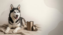 Urn Size for a Siberian Husky: Cubic Inches Guide (Medium vs Large) - Funeral.com, Inc.