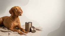 Urn Size for a Vizsla: Cubic Inches Guide (Medium vs Large) - Funeral.com, Inc.