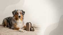 Urn Size for an Australian Shepherd: Cubic Inches Guide + Best Fit - Funeral.com, Inc.