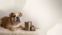 Urn Size for an English Bulldog: Cubic Inches Guide + Best Fit - Funeral.com, Inc.
