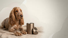 Urn Size for an English Cocker Spaniel: Weight Chart + Cubic Inches Guide - Funeral.com, Inc.