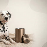 Urn Size for a Dalmatian: Cubic Inches Guide (Large Urn Recommendations)