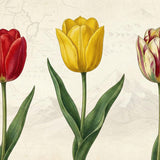 What Is a Tulip? Origins, Types, and How to Buy or Plant Tulip Bulbs