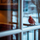 “When a Cardinal Appears”: Sympathy Quotes and Messages About Loved Ones - Funeral.com, Inc.