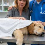 When a Pet Dies in an Accident: Trauma, Guilt, and How to Begin Healing - Funeral.com, Inc.