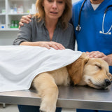 When a Pet Dies in an Accident: Trauma, Guilt, and How to Begin Healing