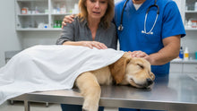 When a Pet Dies in an Accident: Trauma, Guilt, and How to Begin Healing