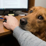 When the Surviving Pet Becomes Clingy: Managing Separation Anxiety