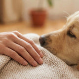 Why Pets’ Eyes Stay Open After Death: The Simple Muscle-Relaxation Explanation (and What You Can Do) - Funeral.com, Inc.