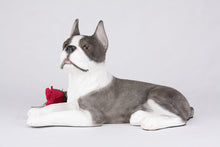 Brindle & White Coat Boston Terrier Figurine Extra Large Pet Urn