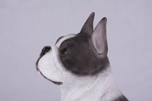 Brindle & White Coat Boston Terrier Figurine Extra Large Pet Urn