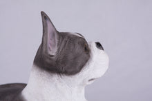 Brindle & White Coat Boston Terrier Figurine Extra Large Pet Urn