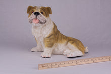 Fawn & White Coat English Bulldog Figurine Extra Large Pet Urn