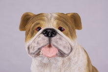 Fawn & White Coat English Bulldog Figurine Extra Large Pet Urn